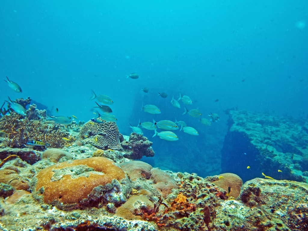 Arrecifes de Cozumel National Park